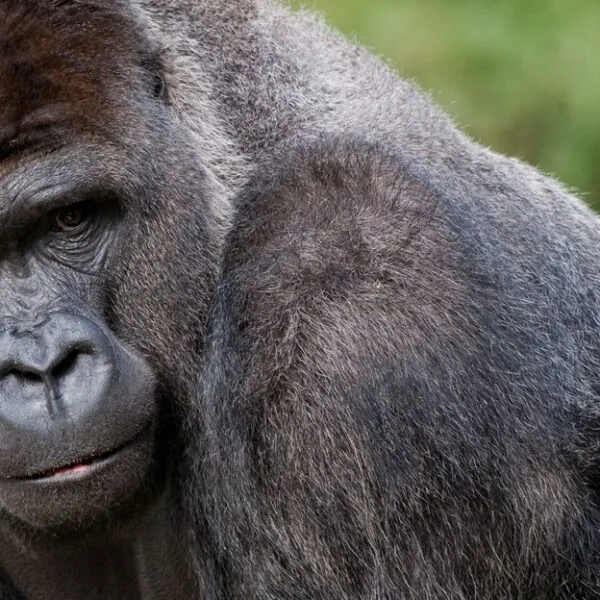 Gorillas im Zoo geben Besuchern eine kleine Nachhilfestunde in Sachen Bienchen und Blümchen