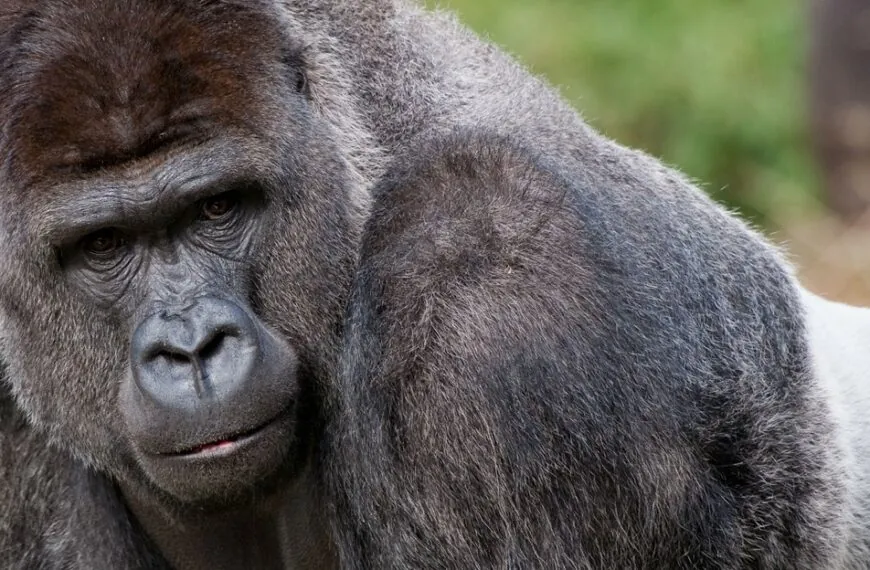 Gorillas im Zoo geben Besuchern eine kleine Nachhilfestunde in Sachen Bienchen und Blümchen