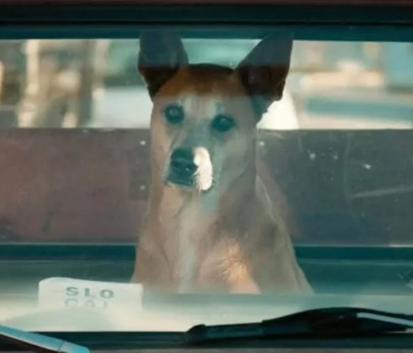 Hund allein im Auto? Tierquälerei kann bis zu 15.000 Euro Strafe kosten!
