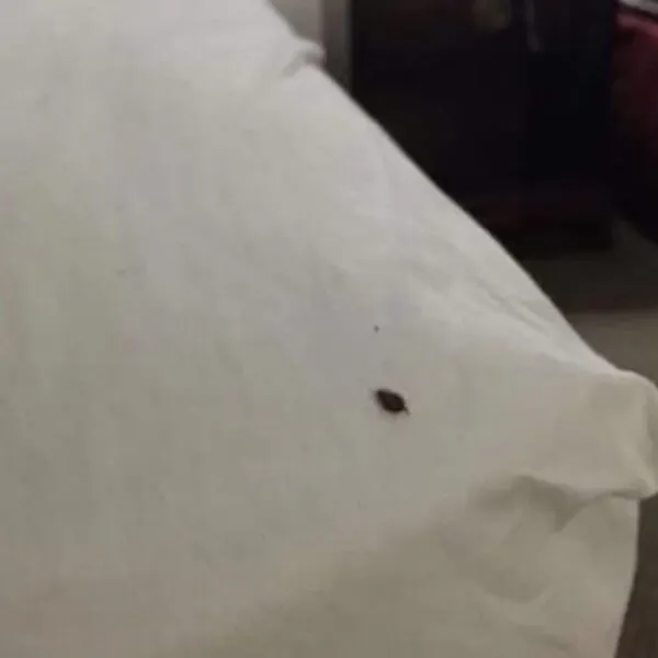 Wenn du das in deiner Wohnung findest, solltest du Folgendes wissen