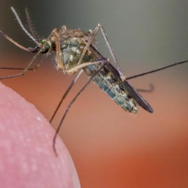 West-Nil-Virus in Italien: Aktuelle Lage, Schutzmaßnahmen und Hintergründe