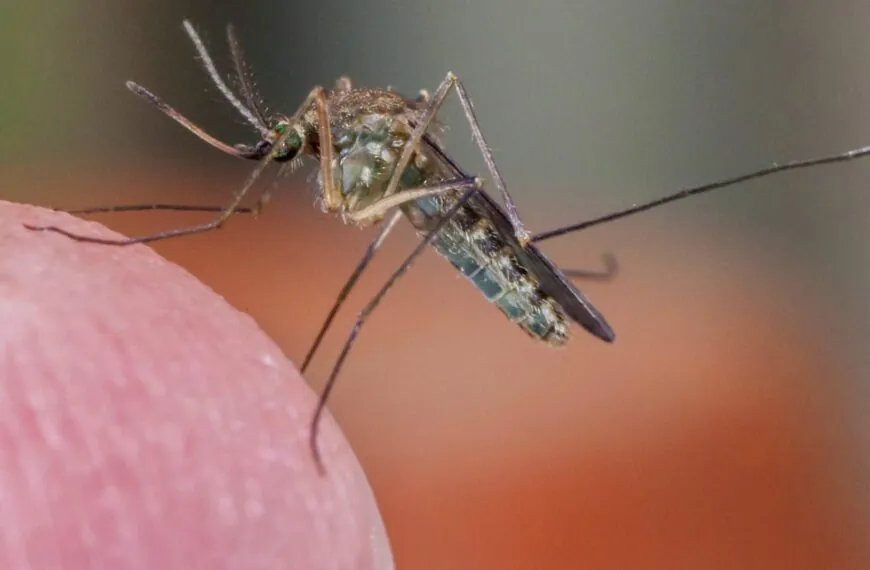 West-Nil-Virus in Italien: Aktuelle Lage, Schutzmaßnahmen und Hintergründe