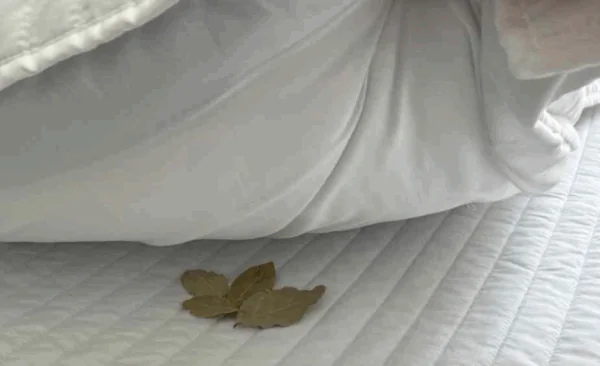 Ein Lorbeerblatt unter das Kissen legen – das sind die Vorteile