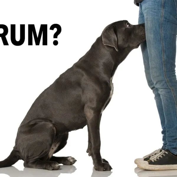 Warum dein Hund am Genitalbereich schnüffelt – und was du unbedingt darüber wissen solltest