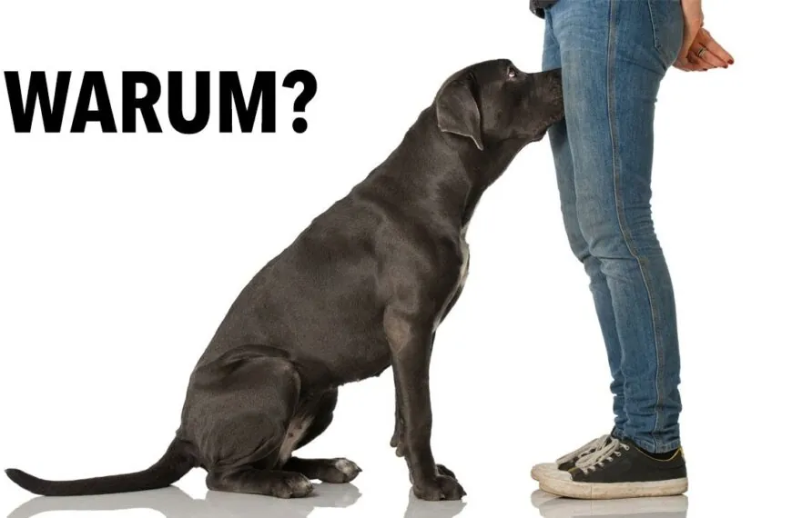Warum dein Hund am Genitalbereich schnüffelt – und was du unbedingt darüber wissen solltest
