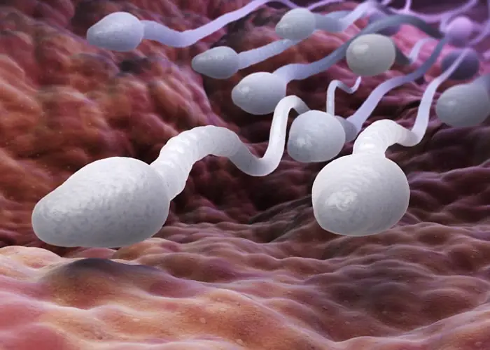 Wenn Schlagzeilen verführen: Was wirklich hinter der Behauptung steckt, Sperma-Schlucken sei gesund