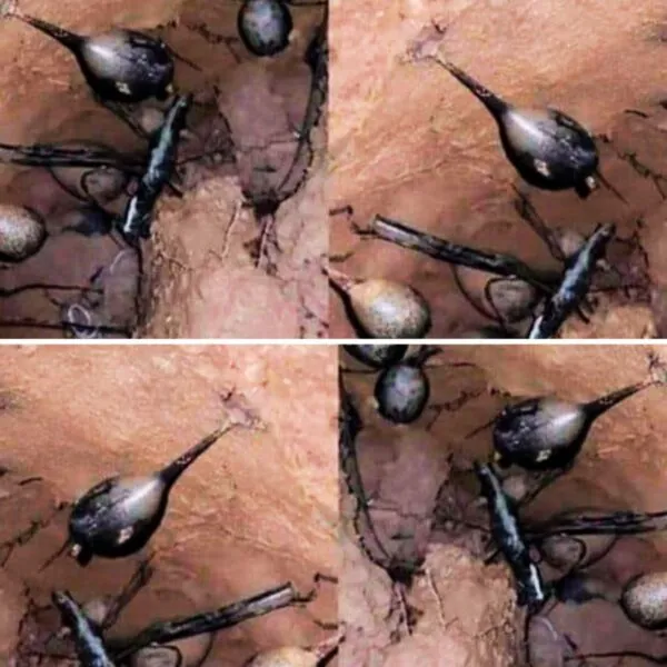 Ich grub im Wald – und entdeckte ein Nest, das alles veränderte. Meine Freunde sagten, ich solle sofort wegrennen …