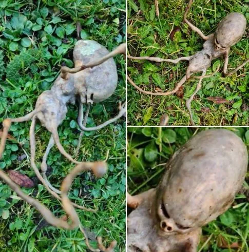 Nachbar findet außerirdisch wirkendes Wesen im Garten – und das Internet rätselt, was es ist