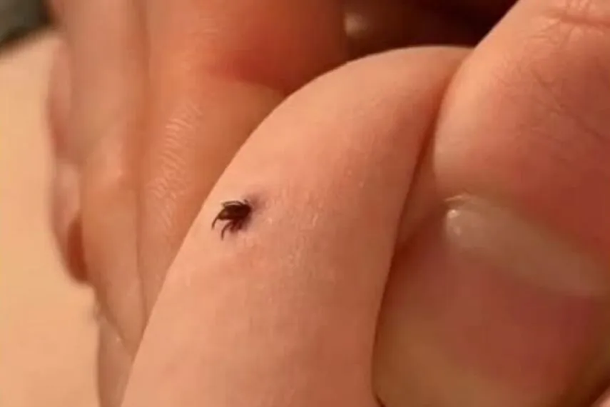 Zecken im Haus gefunden &ndash; was bedeutet das und wie sollte man richtig reagieren?