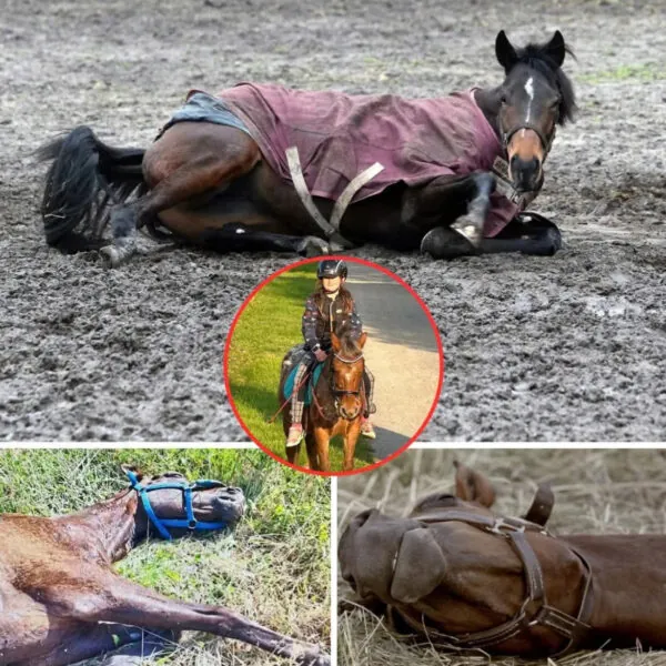 Pferde in Mülheim vergiftet – Ein Weihnachtsalbtraum für eine ganze Familie