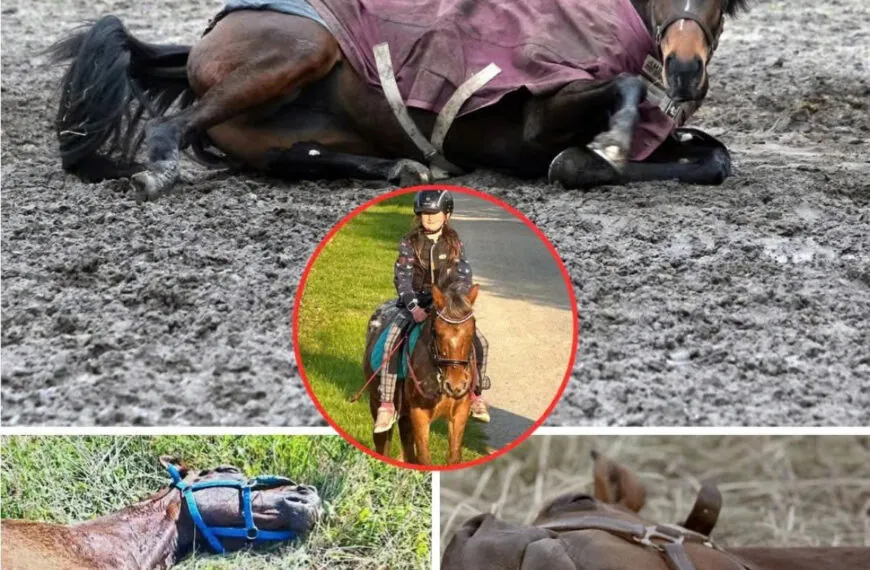 Pferde in M&uuml;lheim vergiftet &ndash; Ein Weihnachtsalbtraum f&uuml;r eine ganze Familie