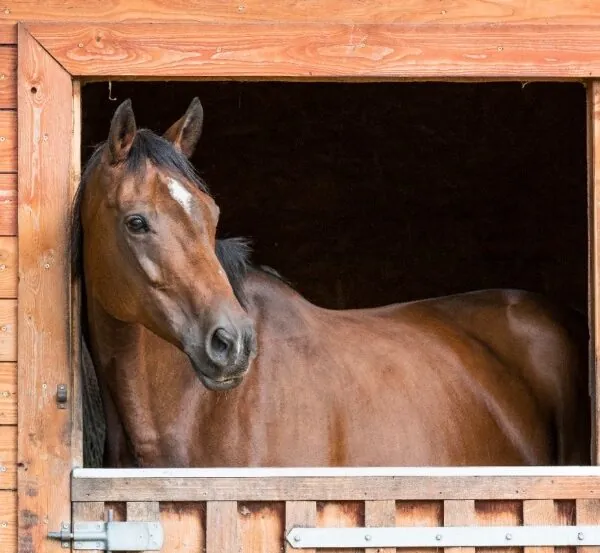 Pferde in Mülheim vergiftet – kleine Melia (7) verliert ihr geliebtes Pony kurz vor Weihnachten