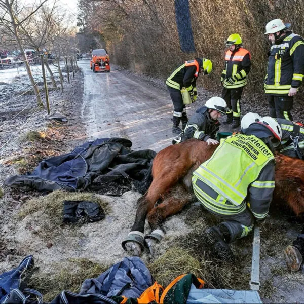 Technischer Hilfeleistungseinsatz: Rettung eines gestürzten Pferdes auf eisglattem Untergrund