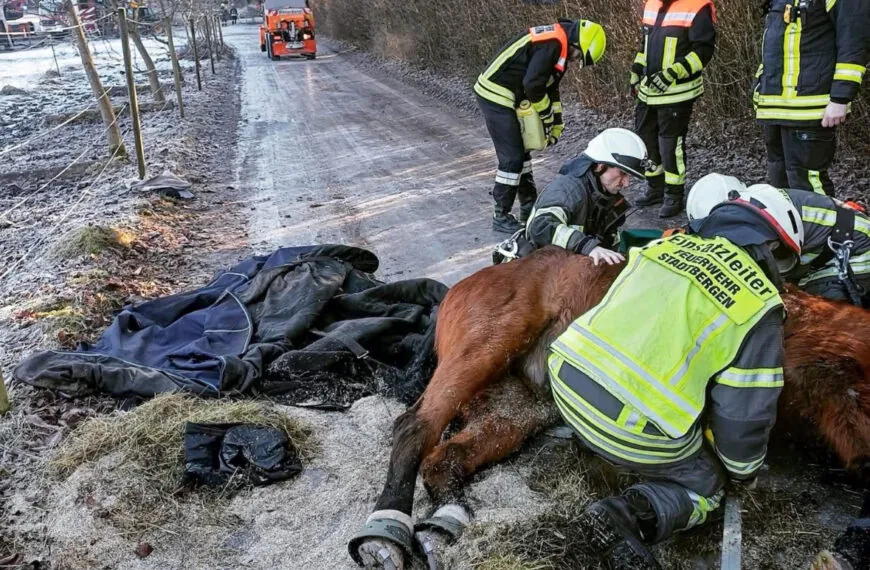 Technischer Hilfeleistungseinsatz: Rettung eines gest&uuml;rzten Pferdes auf eisglattem Untergrund