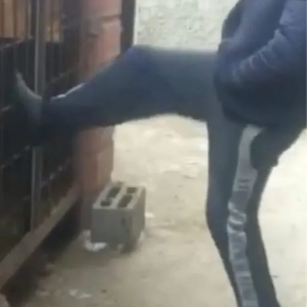 Wenn Grausamkeit auf Instinkt trifft – Ein erschütterndes Beispiel für menschliche Verantwortungslosigkeit