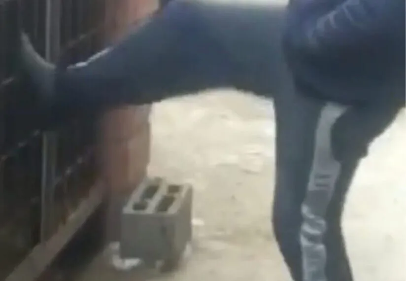 Wenn Grausamkeit auf Instinkt trifft – Ein erschütterndes Beispiel für menschliche Verantwortungslosigkeit