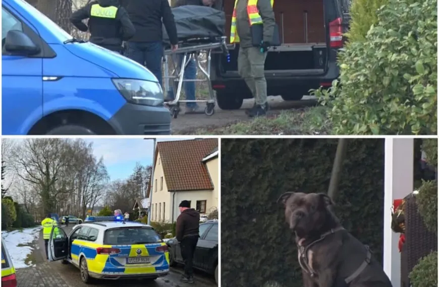 Tödlicher Vorfall in Lohne: American Bully XL darf nach bestandenem Wesenstest weiterleben