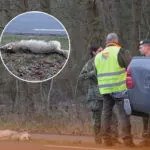 Wolf auf dem Putterweg &uuml;berfahren: Unfall zwischen Ermelo und Putten entfacht neue Debatte &uuml;ber Wildtiere und Verkehrssicherheit