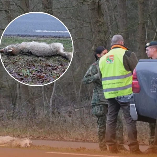 Wolf auf dem Putterweg überfahren: Unfall zwischen Ermelo und Putten entfacht neue Debatte über Wildtiere und Verkehrssicherheit