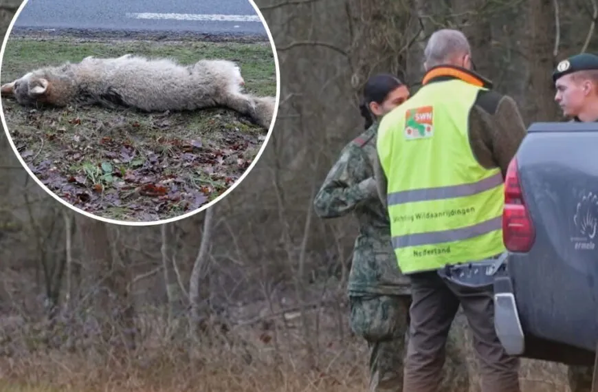 Wolf auf dem Putterweg überfahren: Unfall zwischen Ermelo und Putten entfacht neue Debatte über Wildtiere und Verkehrssicherheit