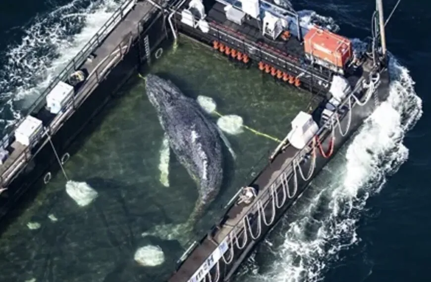 &bdquo;Alle dachten, es sei ein Wunder&ldquo; &ndash; Doch was wirklich hinter Timmys Gesang steckt, sorgt jetzt f&uuml;r gro&szlig;e Sorge